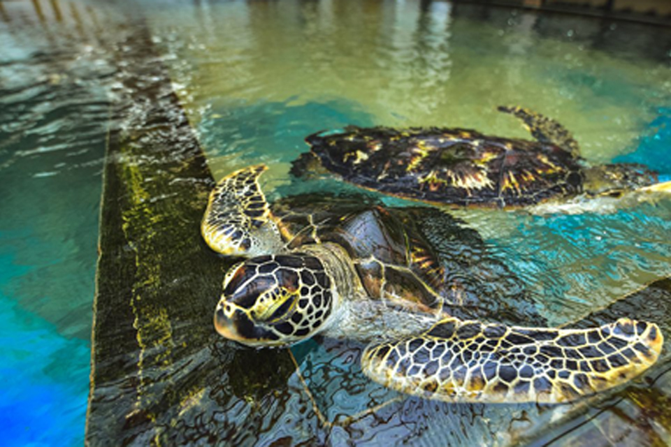 destination-bentota-turtle-hatchery